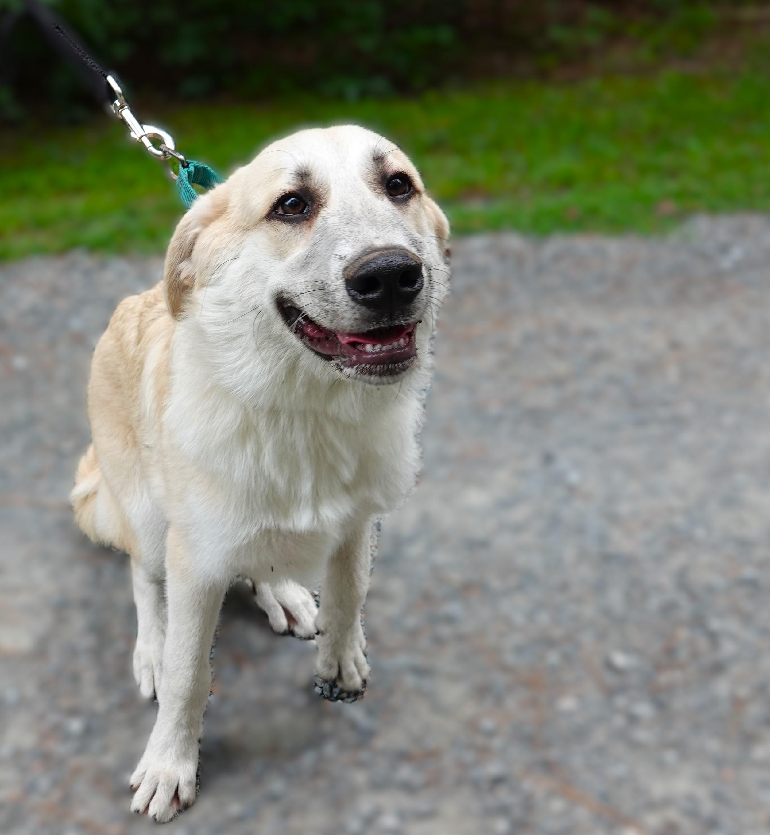 Bobby, a Adoptable mixed breed in Richmond, VA image 6/6