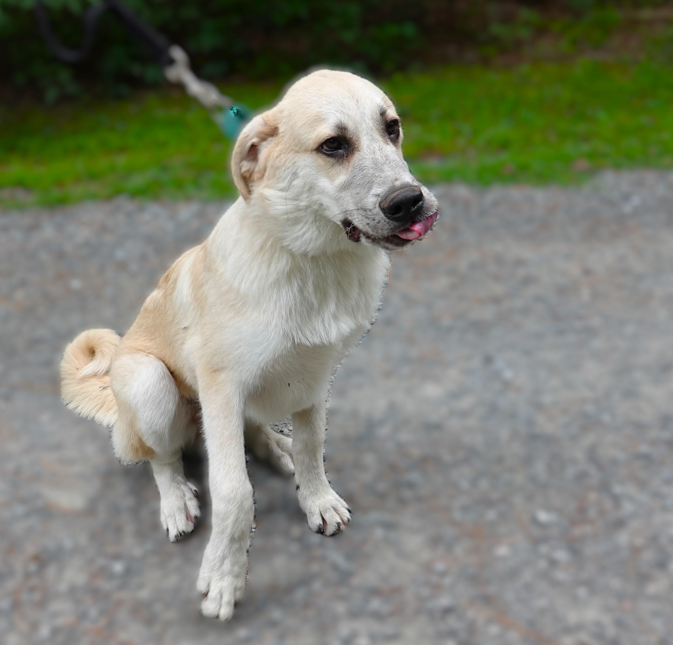 Bobby, a Adoptable mixed breed in Richmond, VA image 4/6
