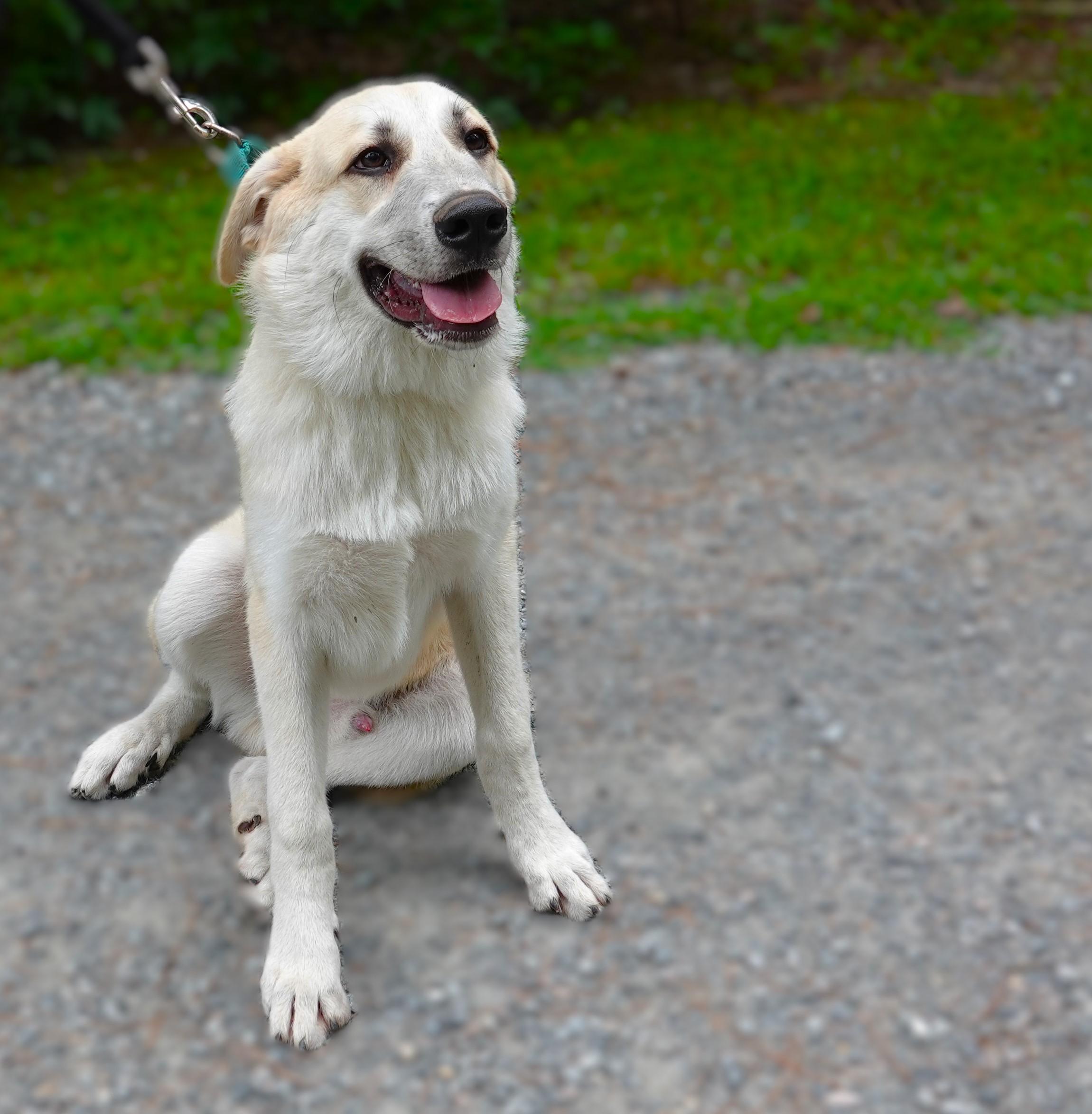 Bobby, a Adoptable mixed breed in Richmond, VA image 2/6
