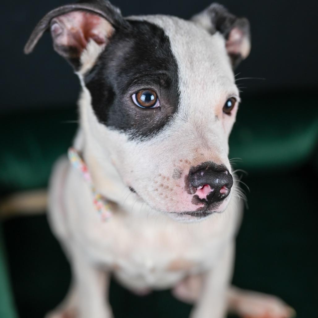 Buck, Adoptable, Puppy Male Pit Bull Terrier.
