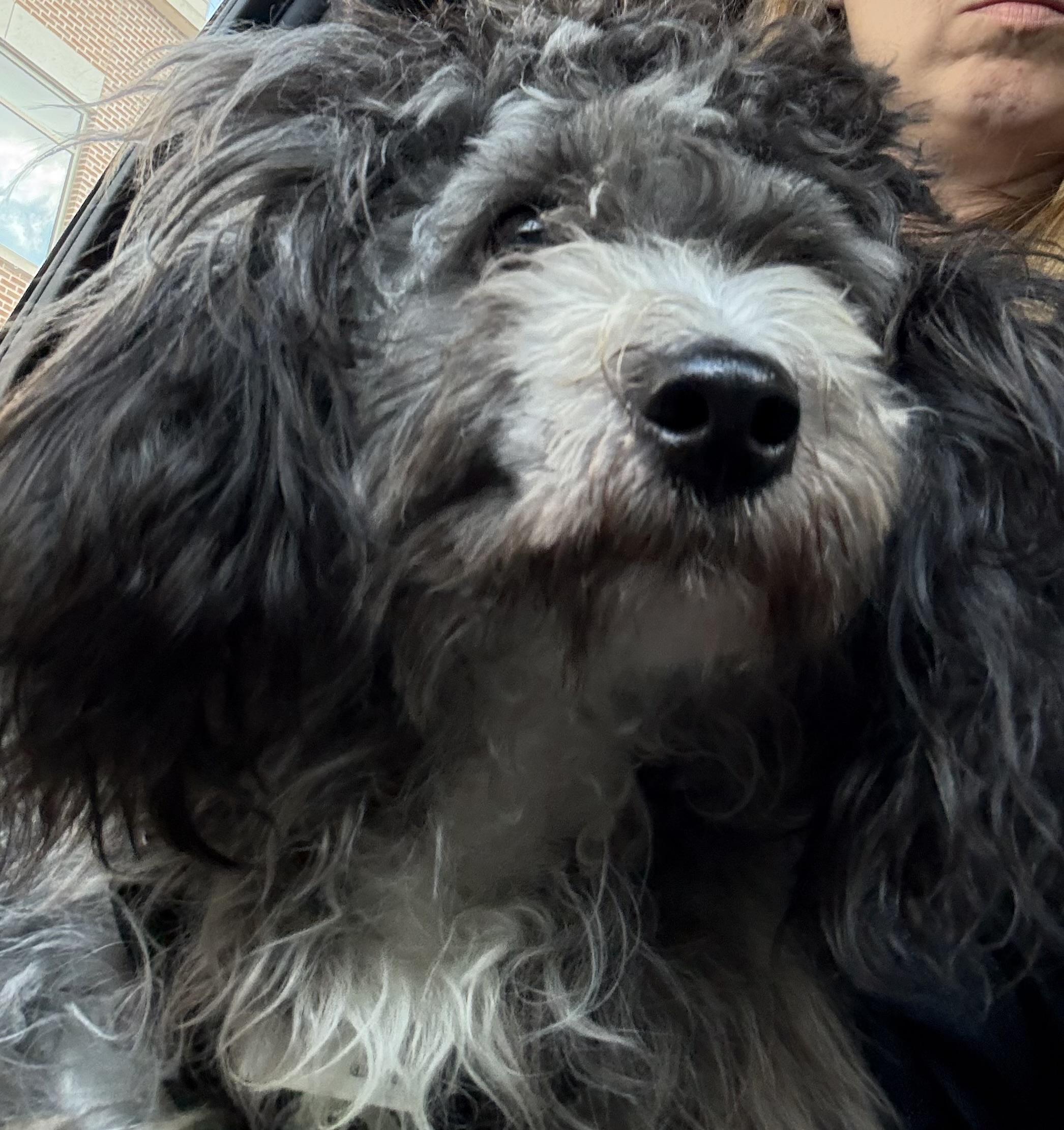 Boots, Adopted, Young Male Miniature Poodle.