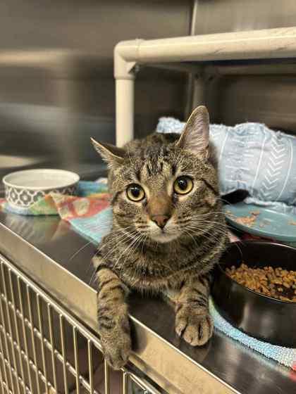 Lowell, Adoptable, Adult Male Domestic Short Hair & Domestic Short Hair.