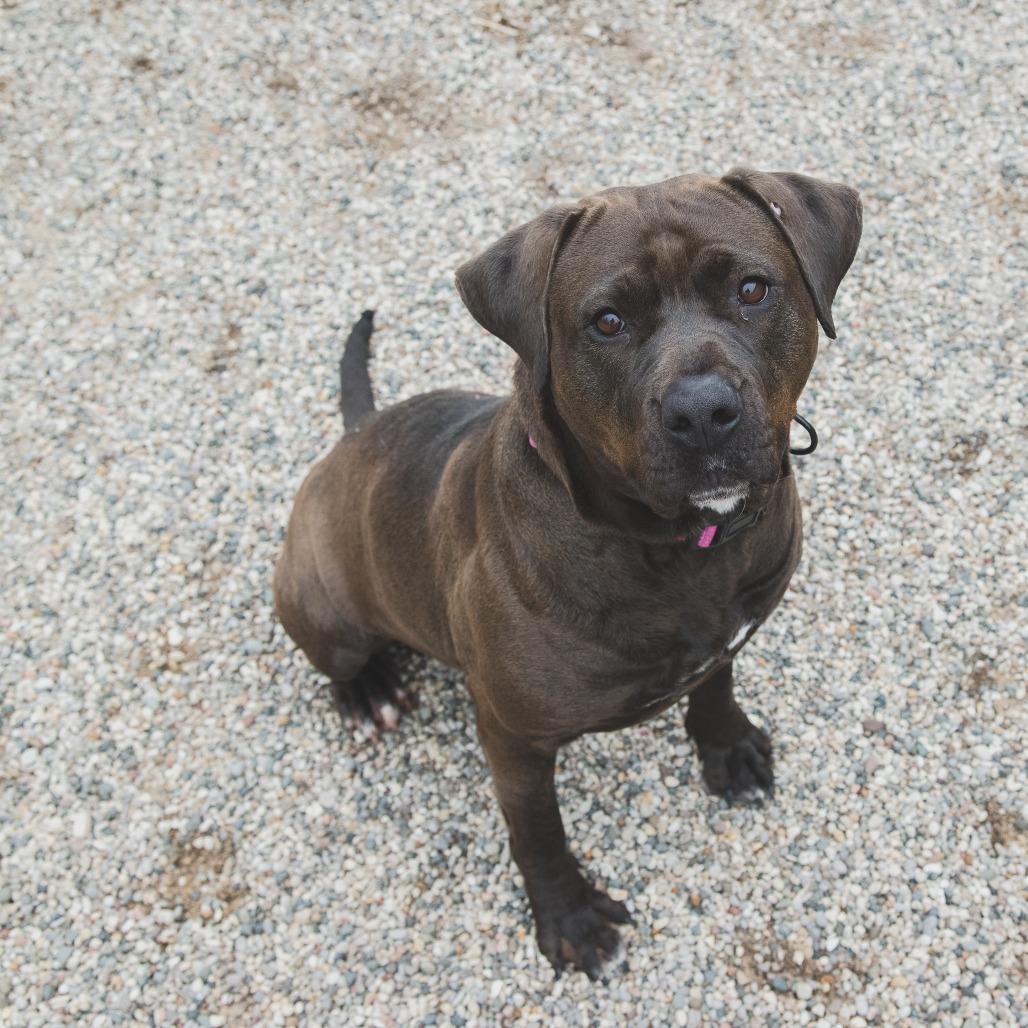 Enlarge Lilly, a Adoptable Mixed Breed in West Olive, MI image 1/6