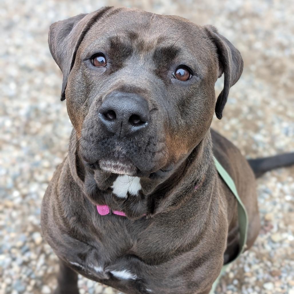 Enlarge Lilly, a Adoptable Mixed Breed in West Olive, MI image 2/6