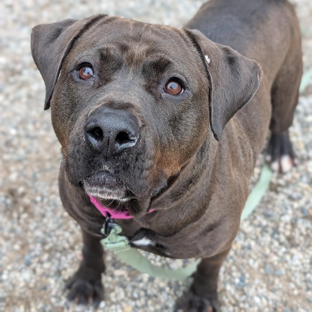 Enlarge Lilly, a Adoptable Mixed Breed in West Olive, MI image 3/6