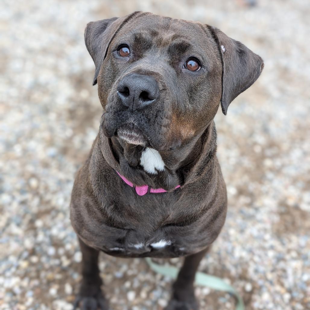 Enlarge Lilly, a Adoptable Mixed Breed in West Olive, MI image 4/6