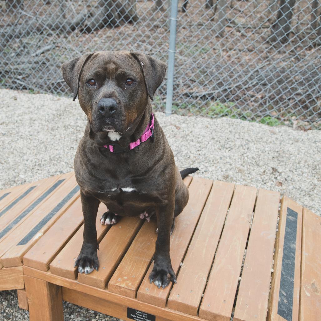 Enlarge Lilly, a Adoptable Mixed Breed in West Olive, MI image 5/6