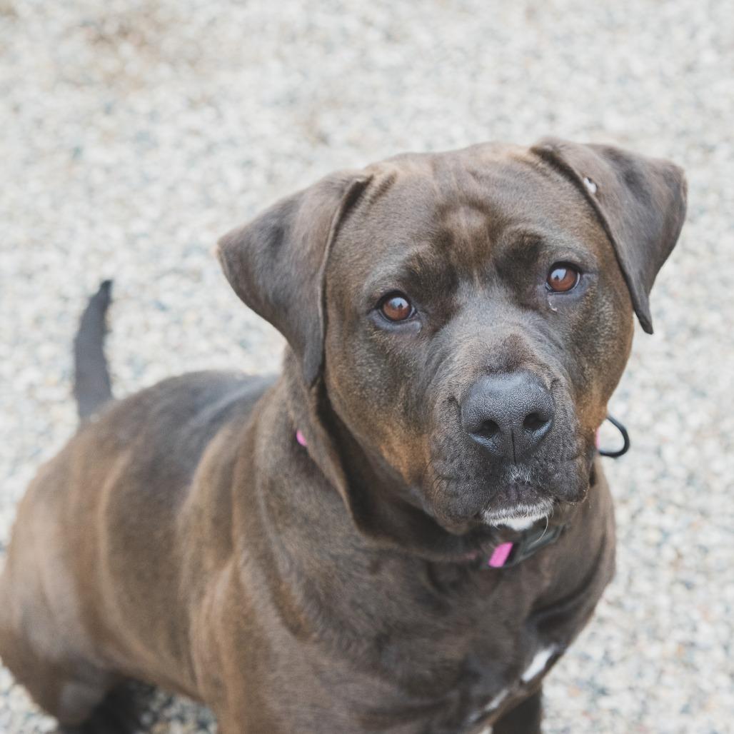 Enlarge Lilly, a Adoptable Mixed Breed in West Olive, MI image 6/6