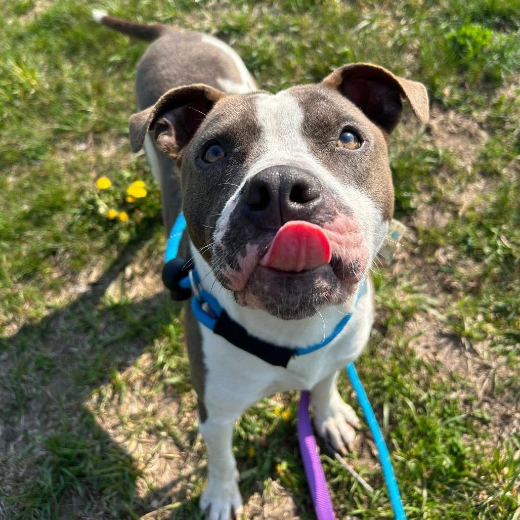 Flint — thumbnail 2