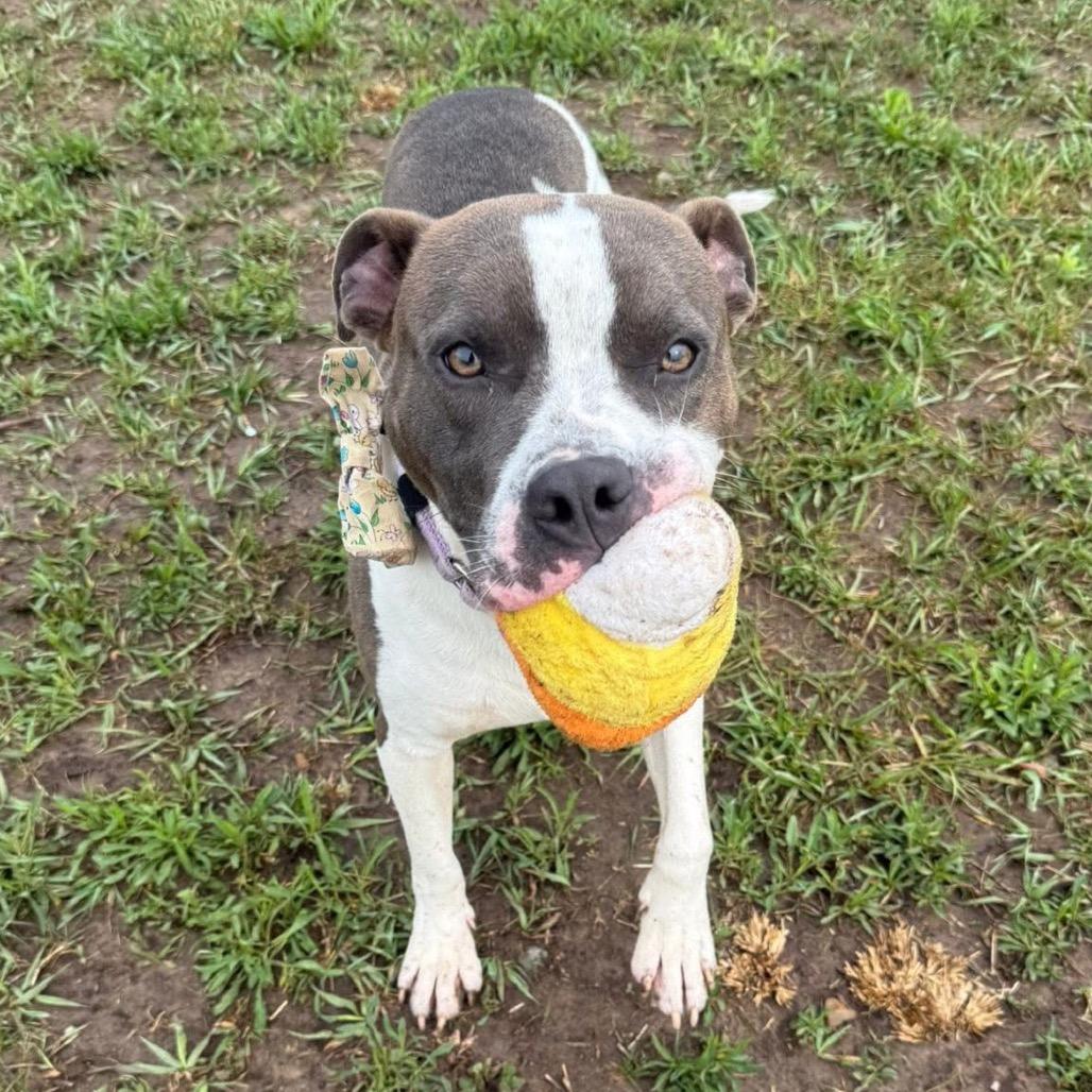 Flint — thumbnail 3