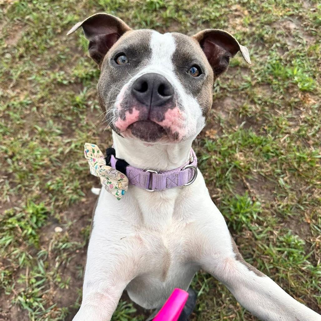 Flint — thumbnail 5