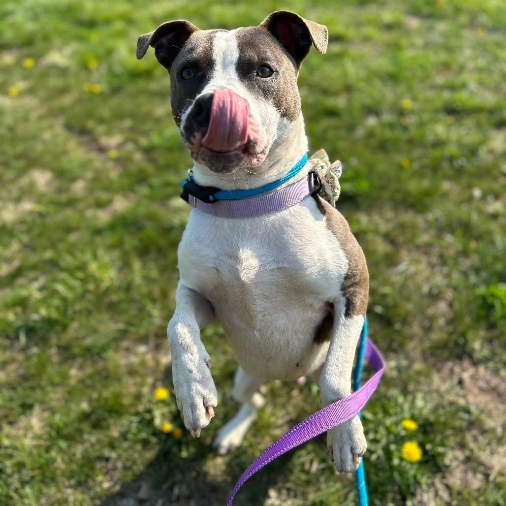 Flint — thumbnail 6