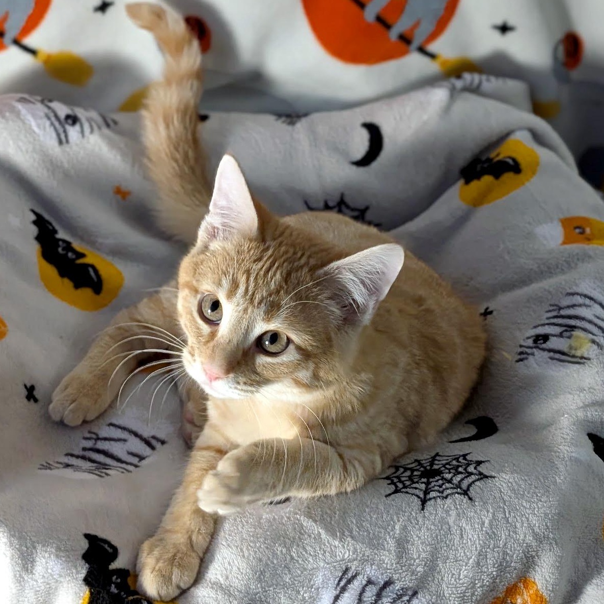 Patch, ADOPTABLE, Young Male Domestic Short Hair.