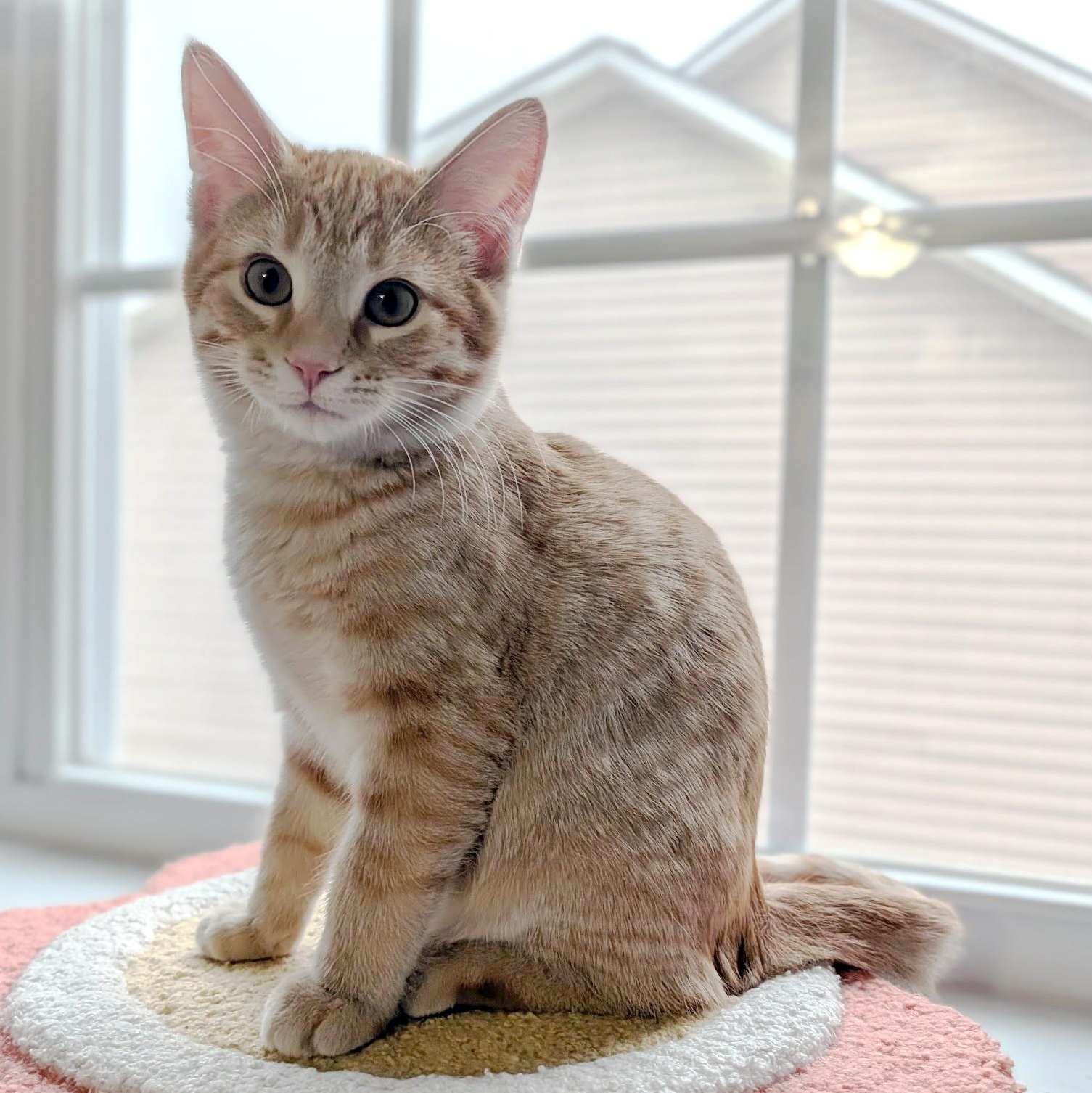 Enlarge Patch, a ADOPTABLE Domestic Short Hair in Apex, NC image 1/4