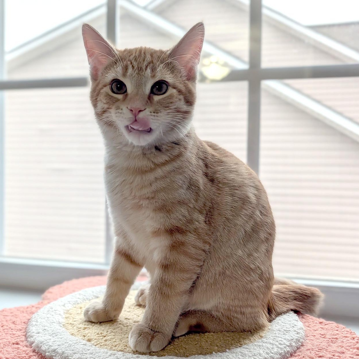 Enlarge Patch, a ADOPTABLE Domestic Short Hair in Apex, NC image 4/4