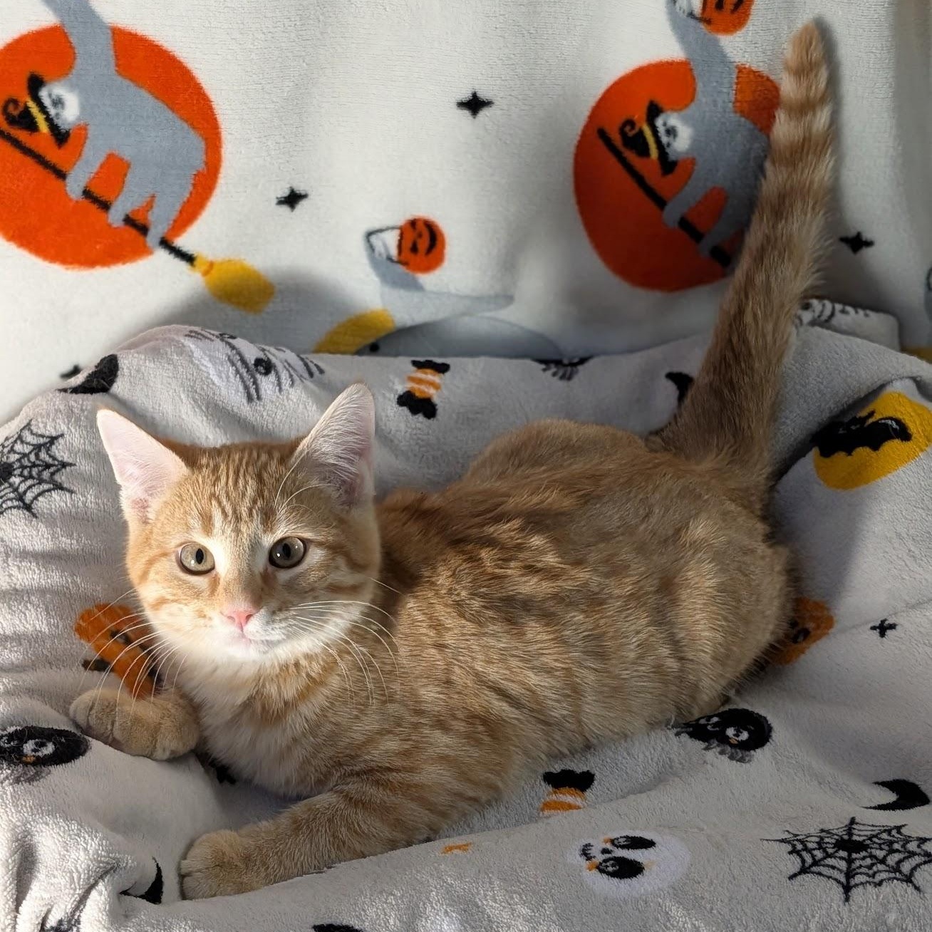 Enlarge Patch, a ADOPTABLE Domestic Short Hair in Apex, NC image 3/6