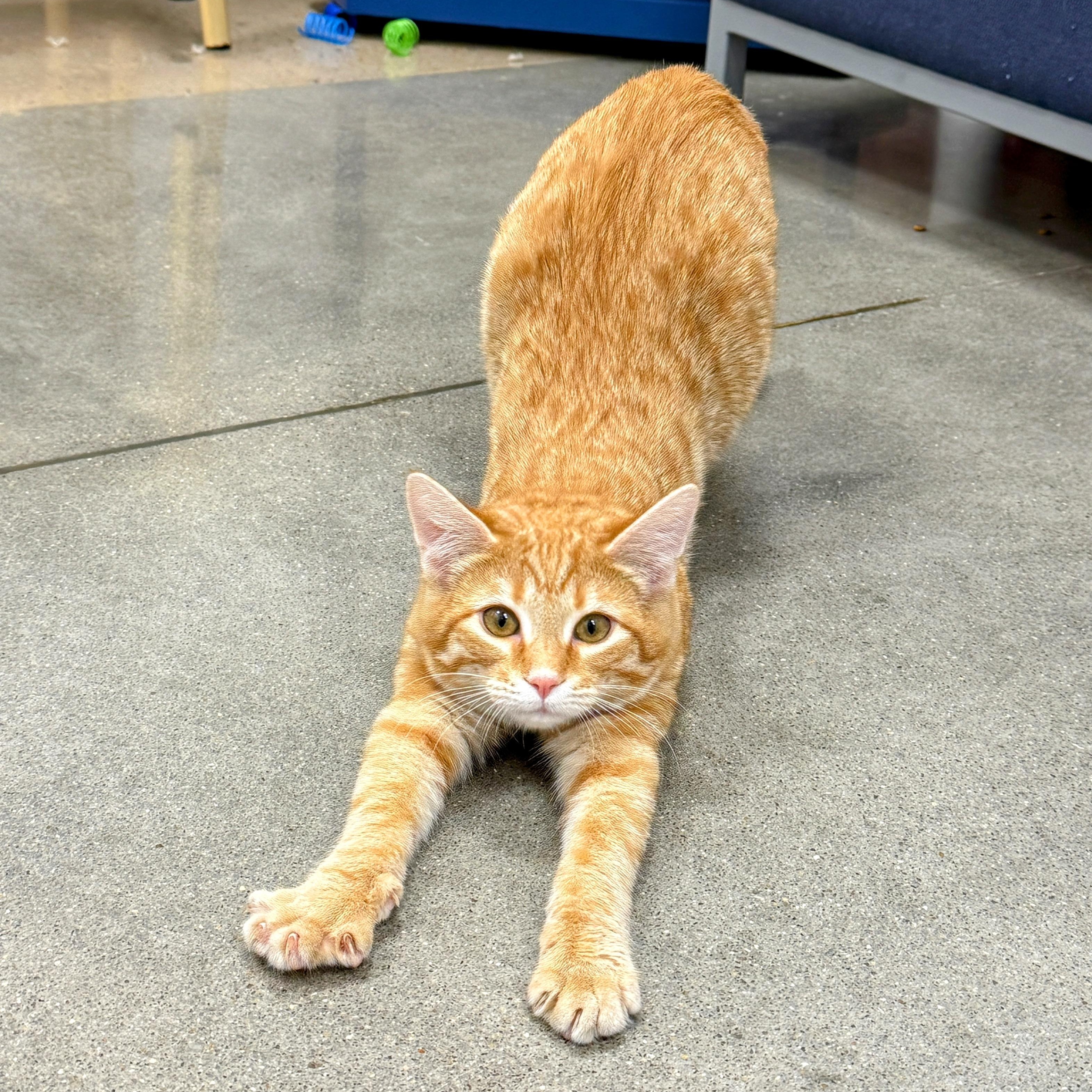 Enlarge Patch, a ADOPTABLE Domestic Short Hair in Apex, NC image 5/6