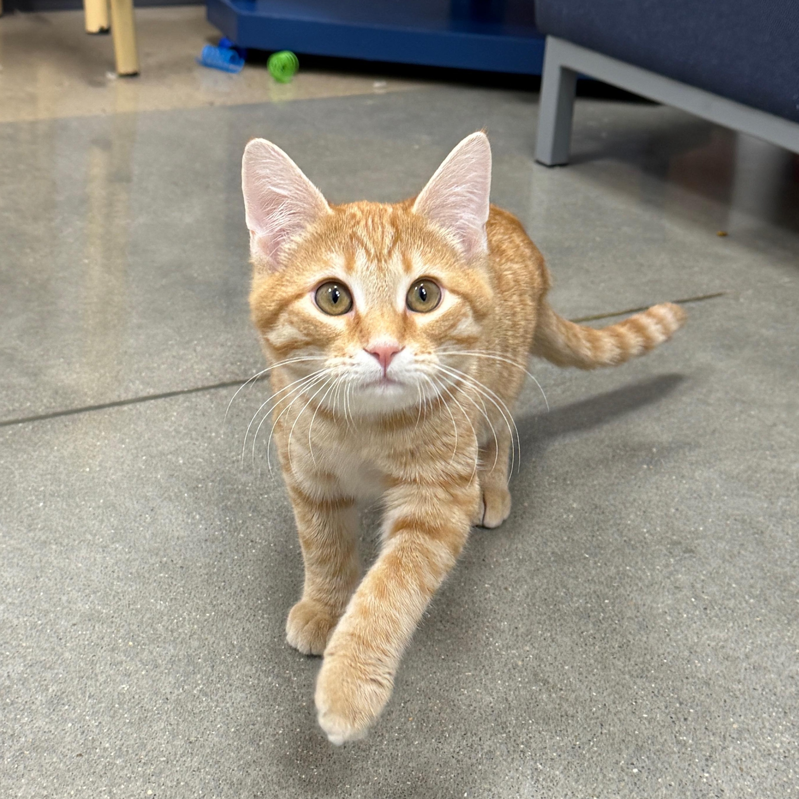 Enlarge Patch, a ADOPTABLE Domestic Short Hair in Apex, NC image 4/6