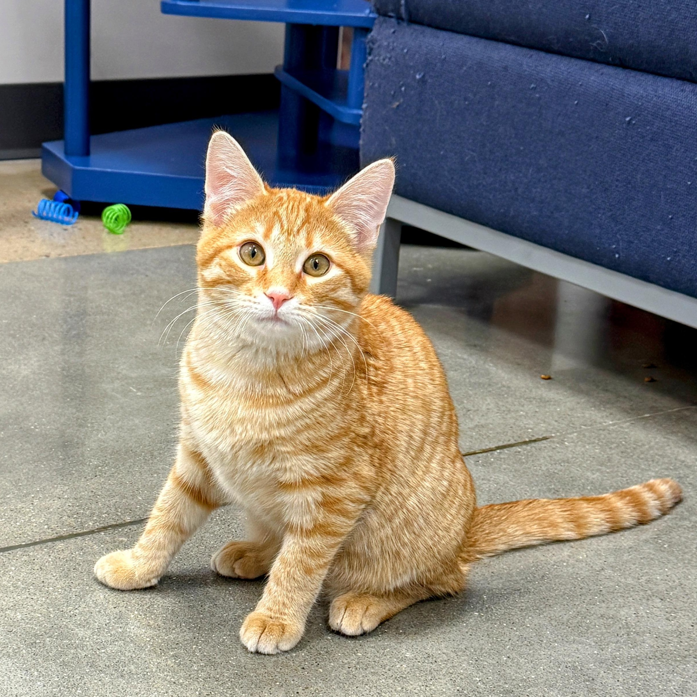 Enlarge Patch, a ADOPTABLE Domestic Short Hair in Apex, NC image 1/6