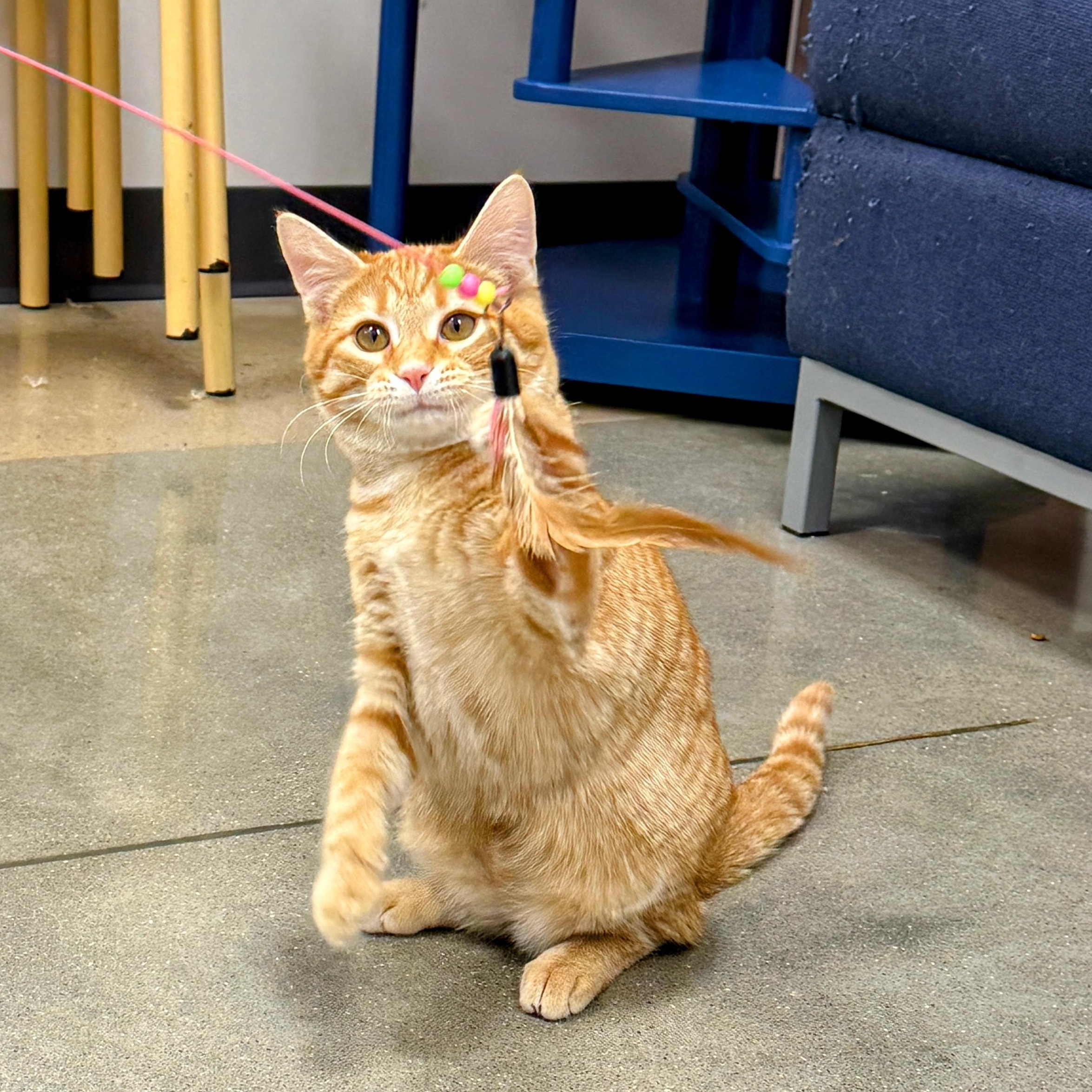 Enlarge Patch, a ADOPTABLE Domestic Short Hair in Apex, NC image 2/6