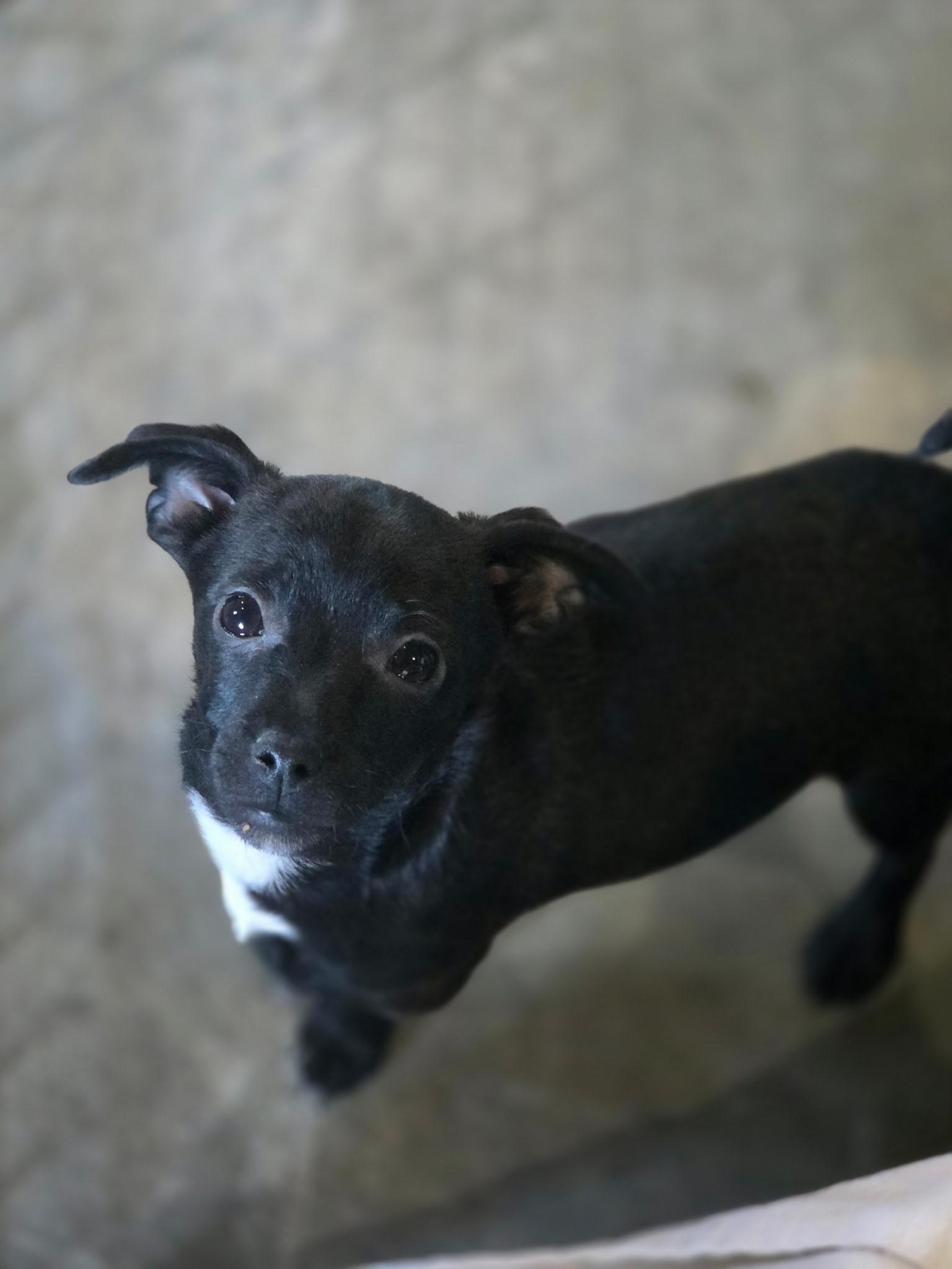 Enlarge Sprout, a Adoptable mixed breed in Port Angeles, WA image 1/1