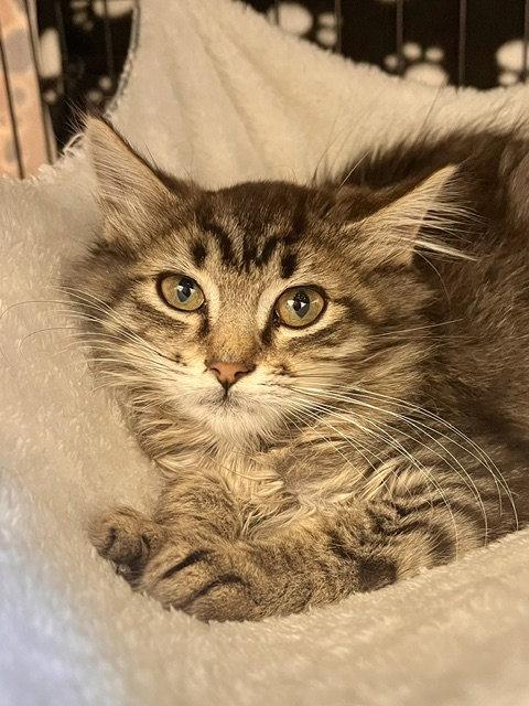 Rambo, Adoptable, Kitten Male Domestic Medium Hair.