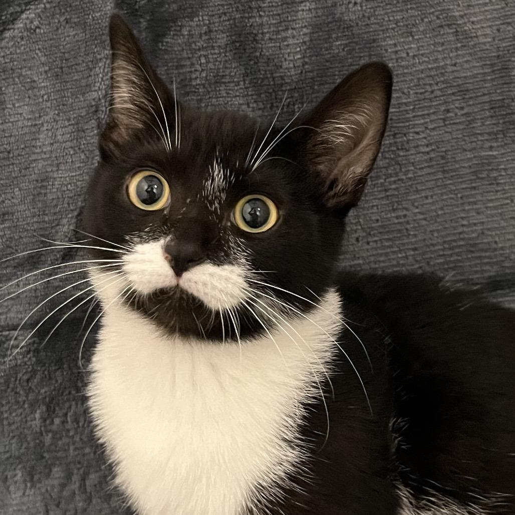 Stella, Adoptable, Kitten Female Domestic Short Hair.