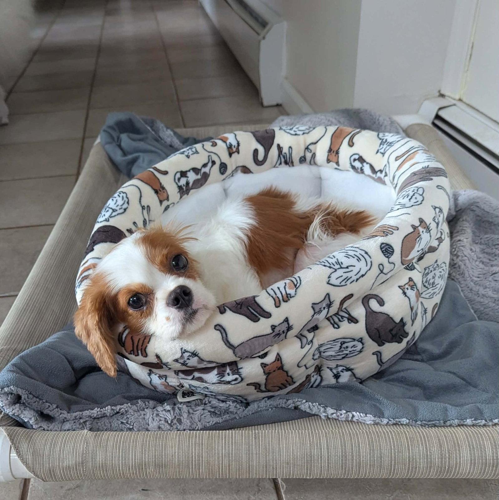 Enlarge Tabi, a Adopted Cavalier King Charles Spaniel in Lewistown, PA image 1/3