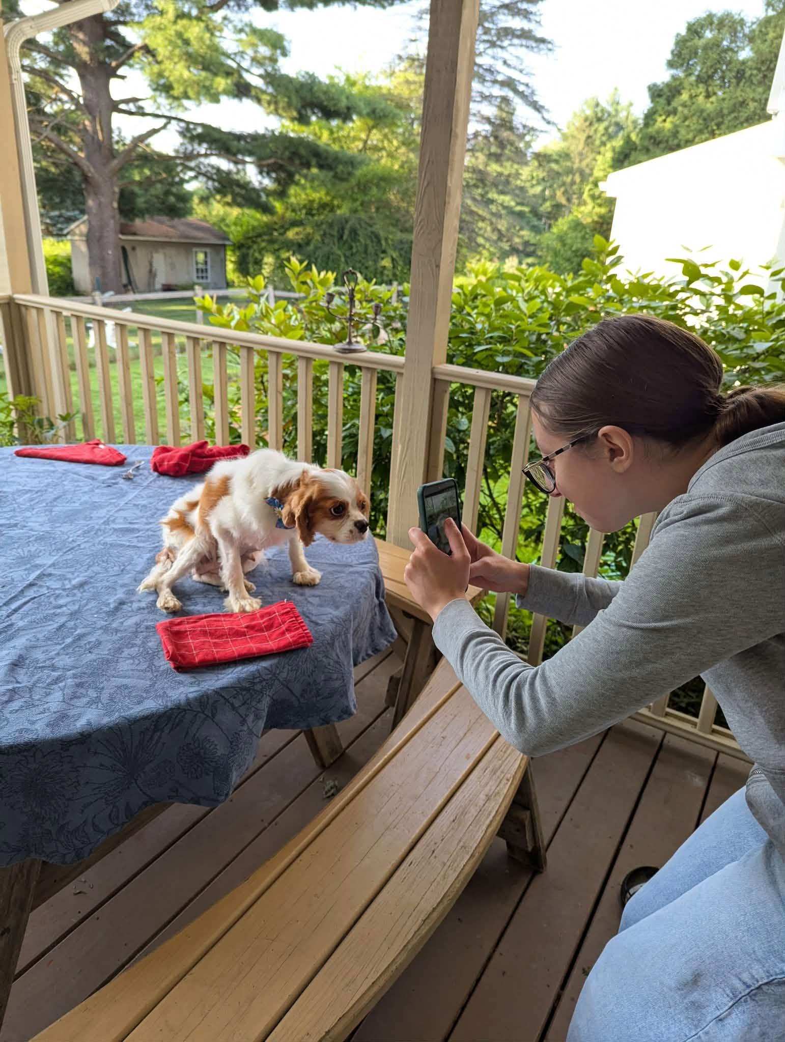 Enlarge Tabi, a Adopted Cavalier King Charles Spaniel in Lewistown, PA image 2/3