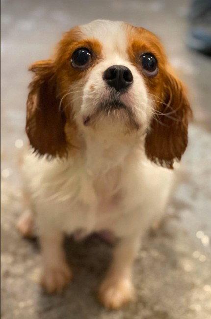 Enlarge Tabi, a Adopted Cavalier King Charles Spaniel in Lewistown, PA image 3/3