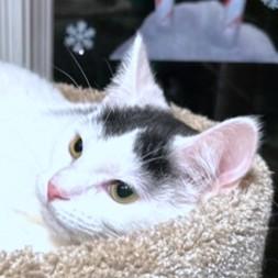 Enlarge STUNNING SAMBUCA, a Adoptable mixed breed in Danbury, CT image 5/6