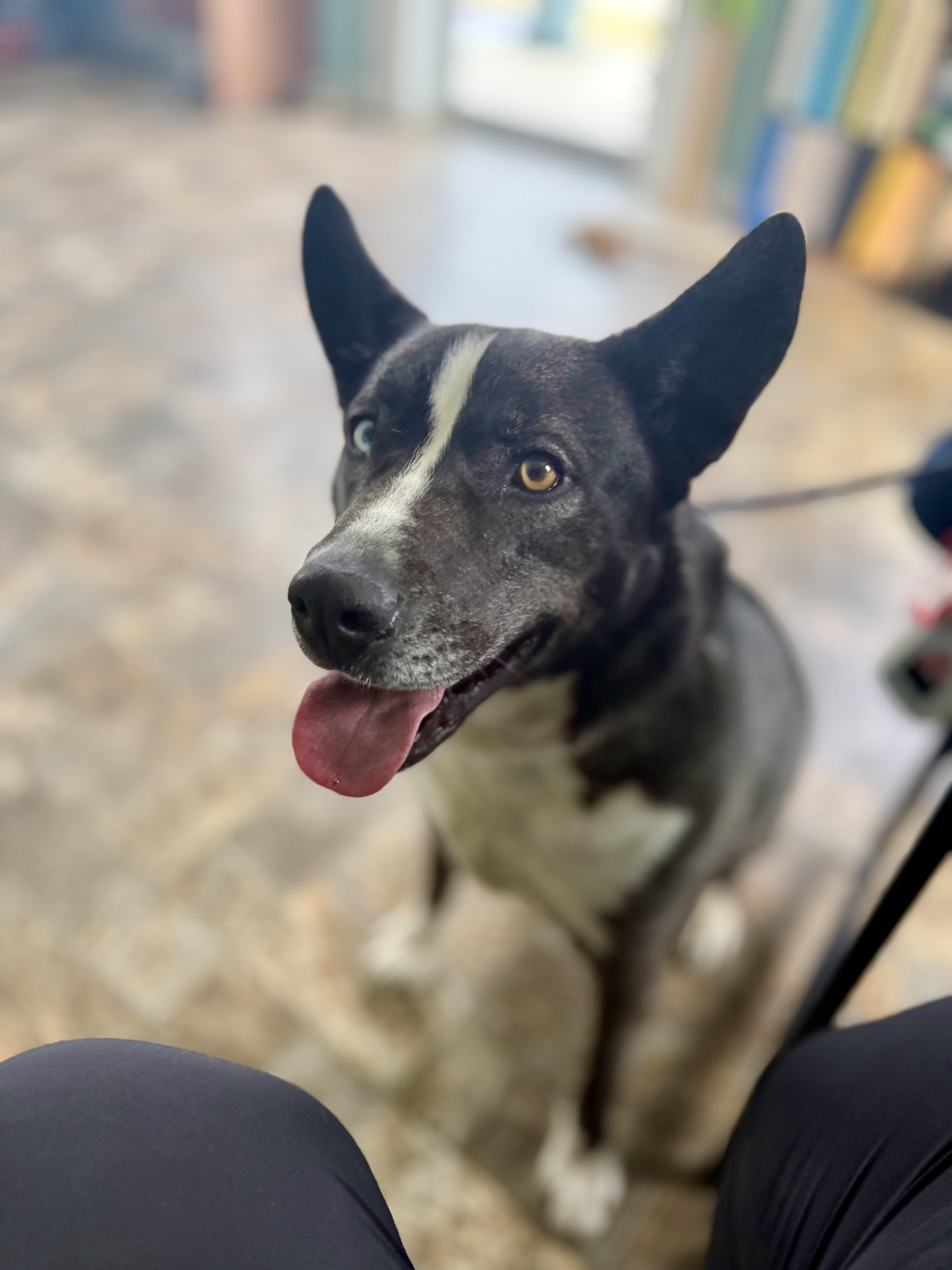 Mabel — thumbnail 3