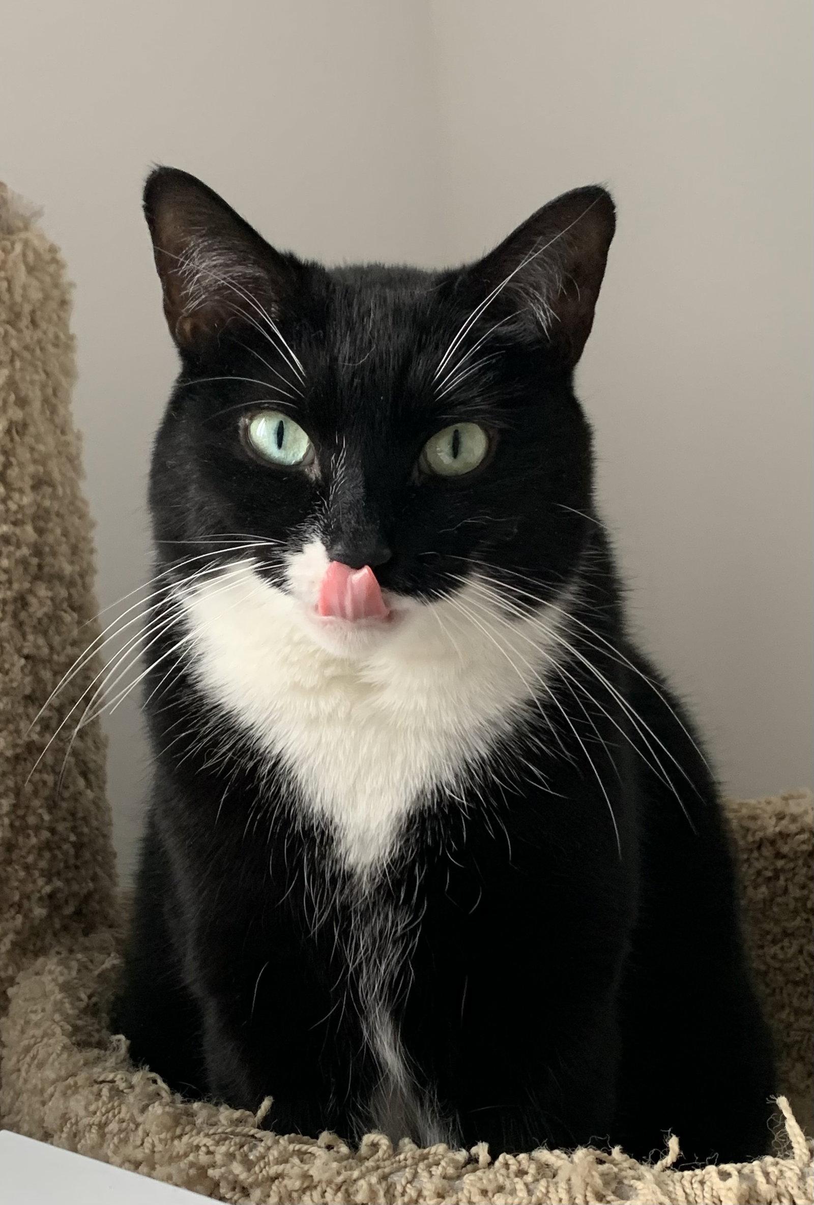 Pugsley Addams, Adoptable, Adult Female Domestic Short Hair.