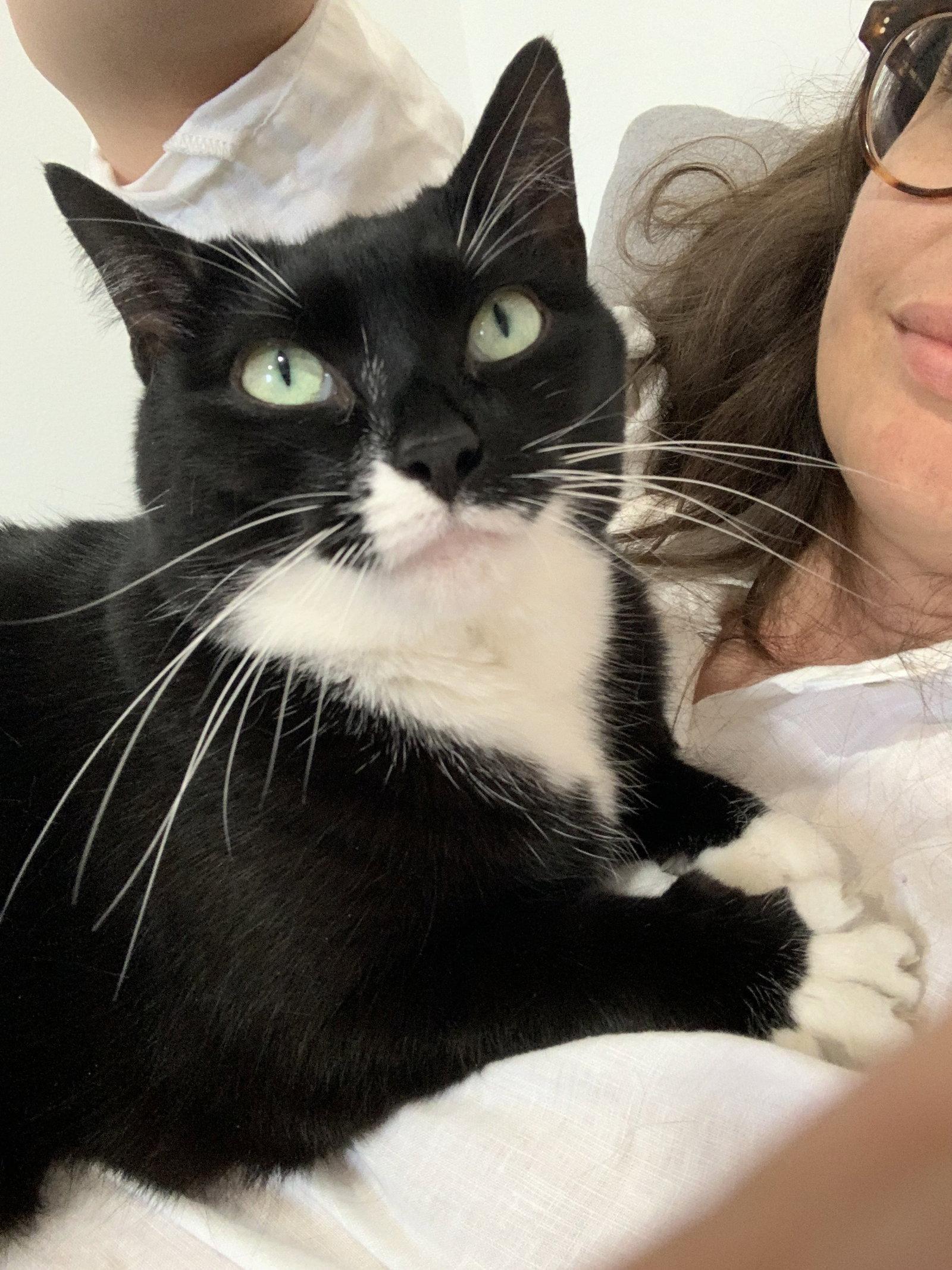 Enlarge Pugsley Addams, a Adoptable Domestic Short Hair in Brooklyn, NY image 2/3