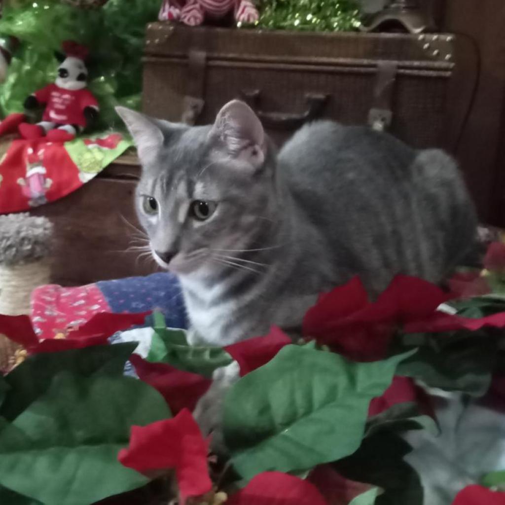 Kenzie, Adoptable, Adult Female Domestic Short Hair.