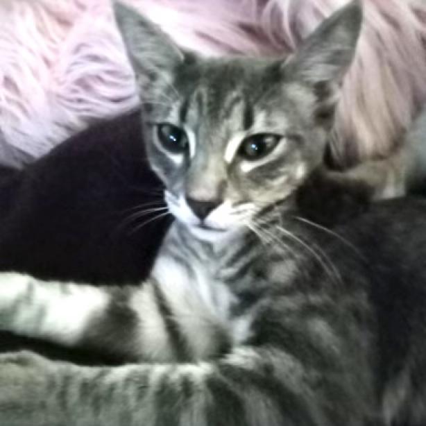 Kenzie, a Adoptable Domestic Short Hair in Flower Mound, TX image 2/5