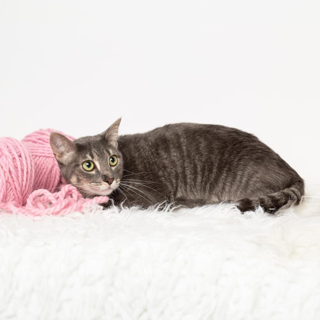 Kenzie, a Adoptable Domestic Short Hair in Flower Mound, TX image 3/5