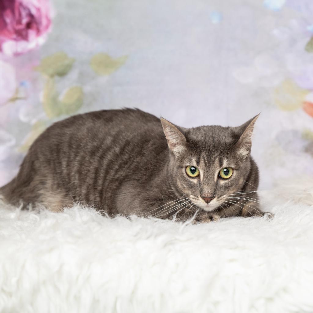 Kenzie, a Adoptable Domestic Short Hair in Flower Mound, TX image 4/5