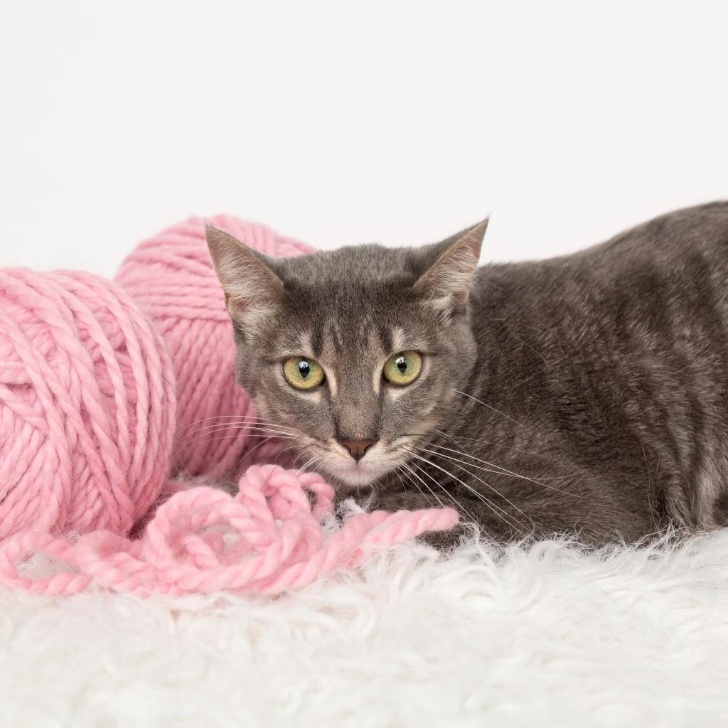Kenzie, a Adoptable Domestic Short Hair in Flower Mound, TX image 5/5