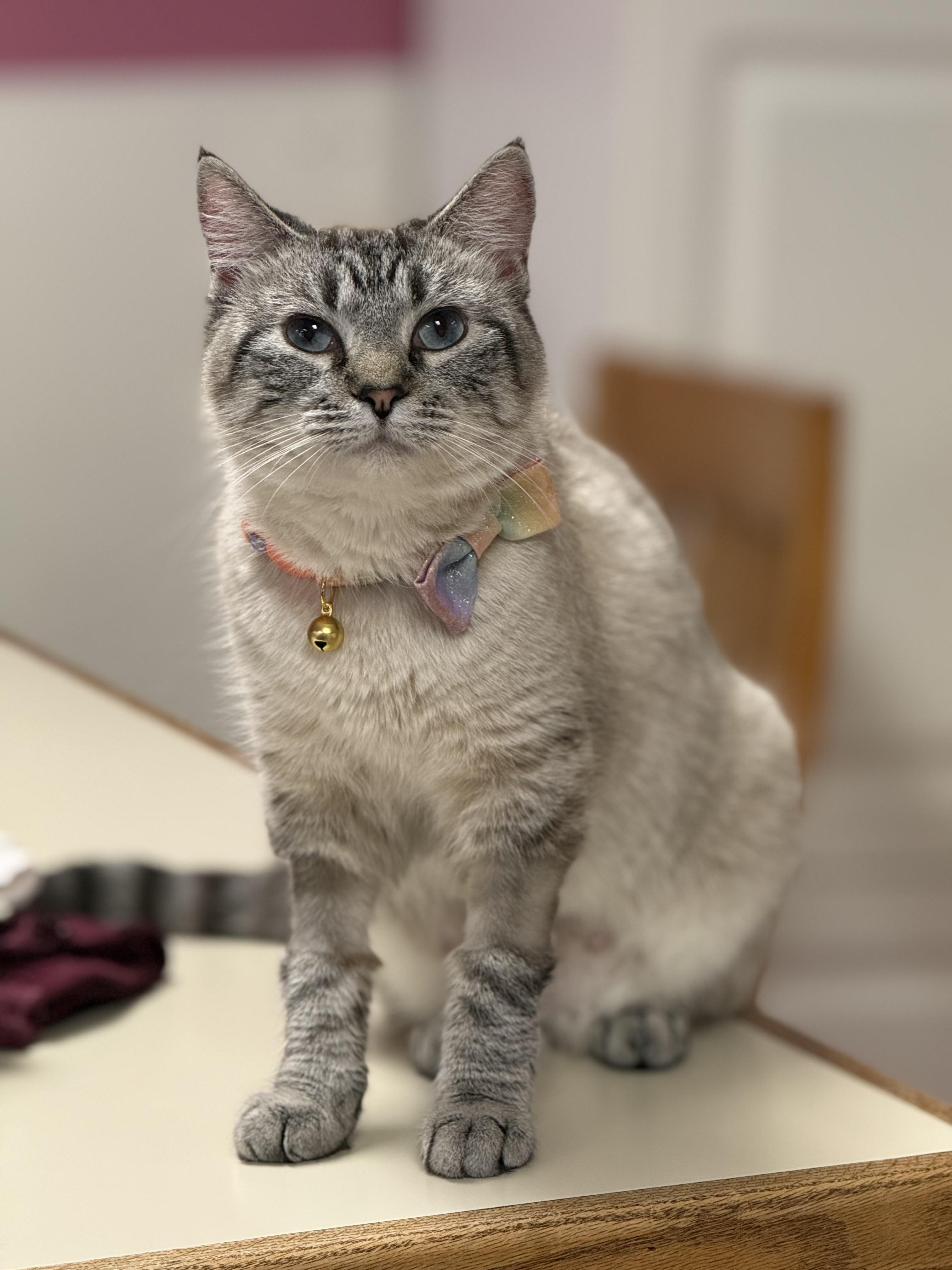 Enlarge Lena , a ADOPTABLE mixed breed in Vinton, IA image 1/1