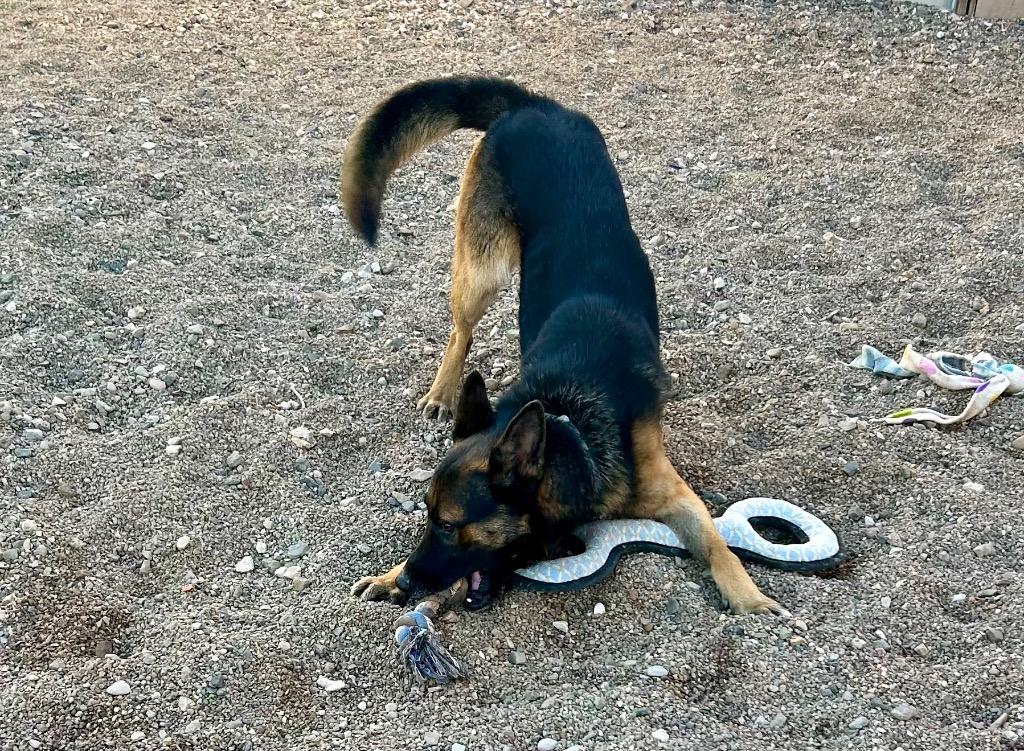Moondog, a Adoptable mixed breed in Cottonwood, AZ image 1/5