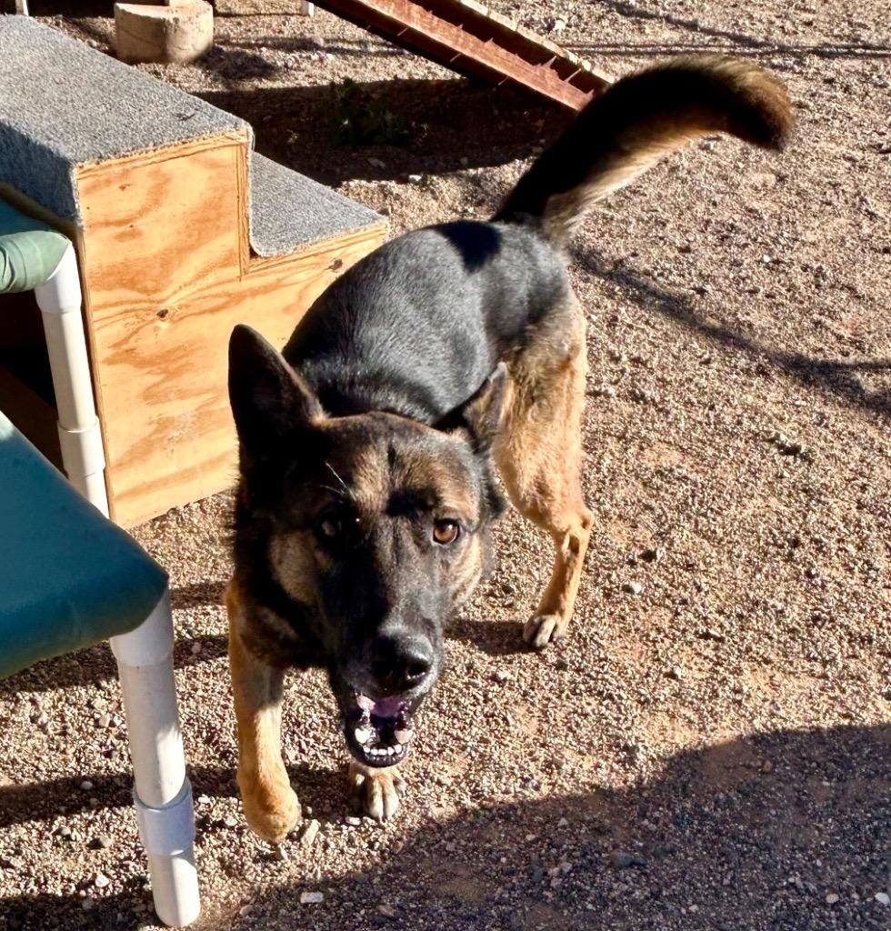 Moondog, a Adoptable mixed breed in Cottonwood, AZ image 2/5