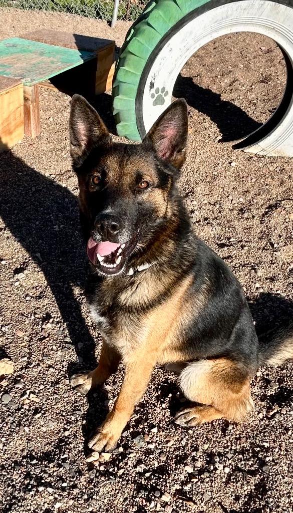 Moondog, a Adoptable mixed breed in Cottonwood, AZ image 3/5