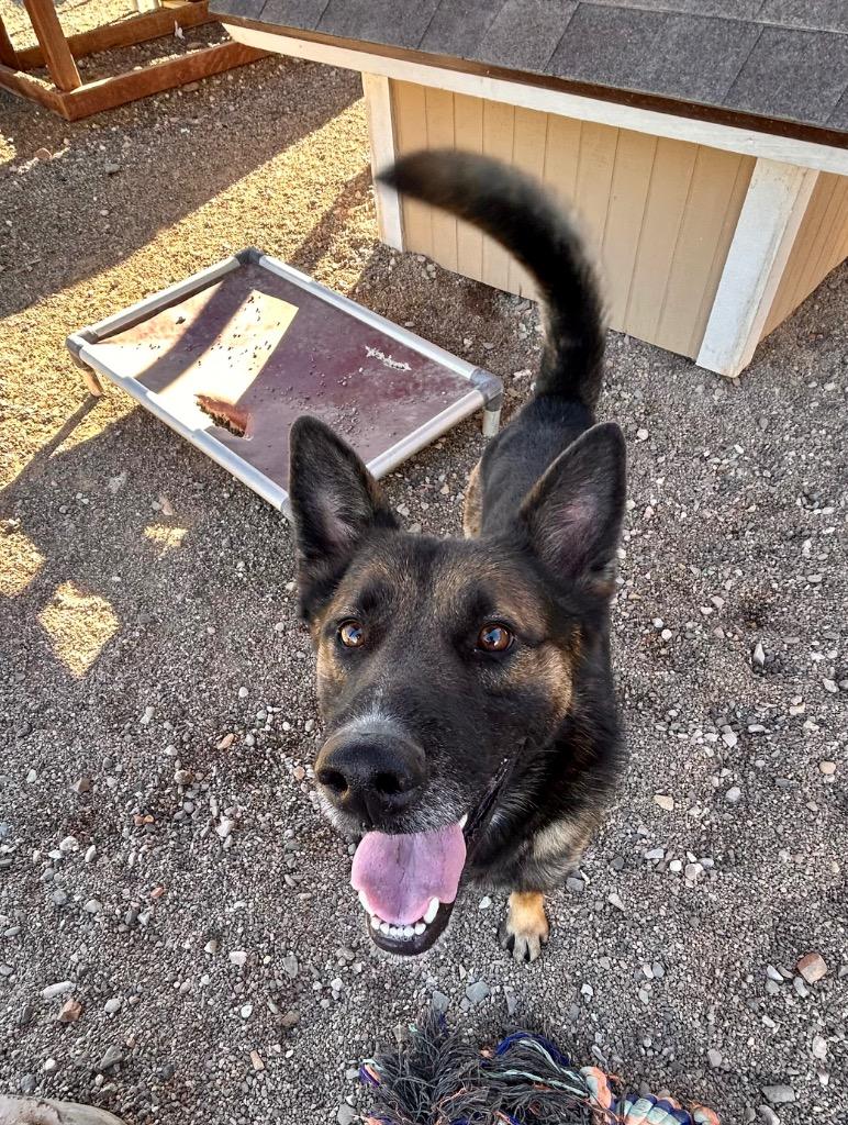 Moondog, a Adoptable mixed breed in Cottonwood, AZ image 4/5