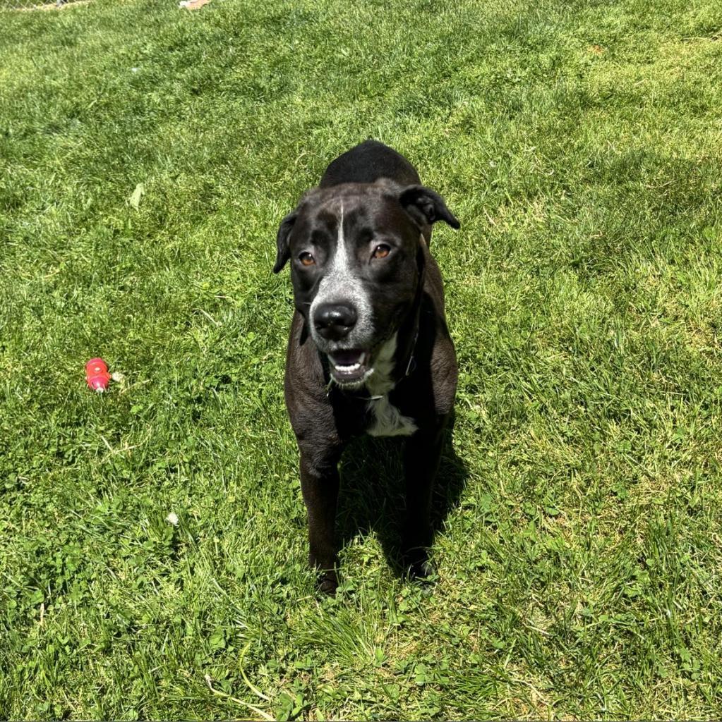 Lilly, Adoptable, Adult Female Mixed Breed.