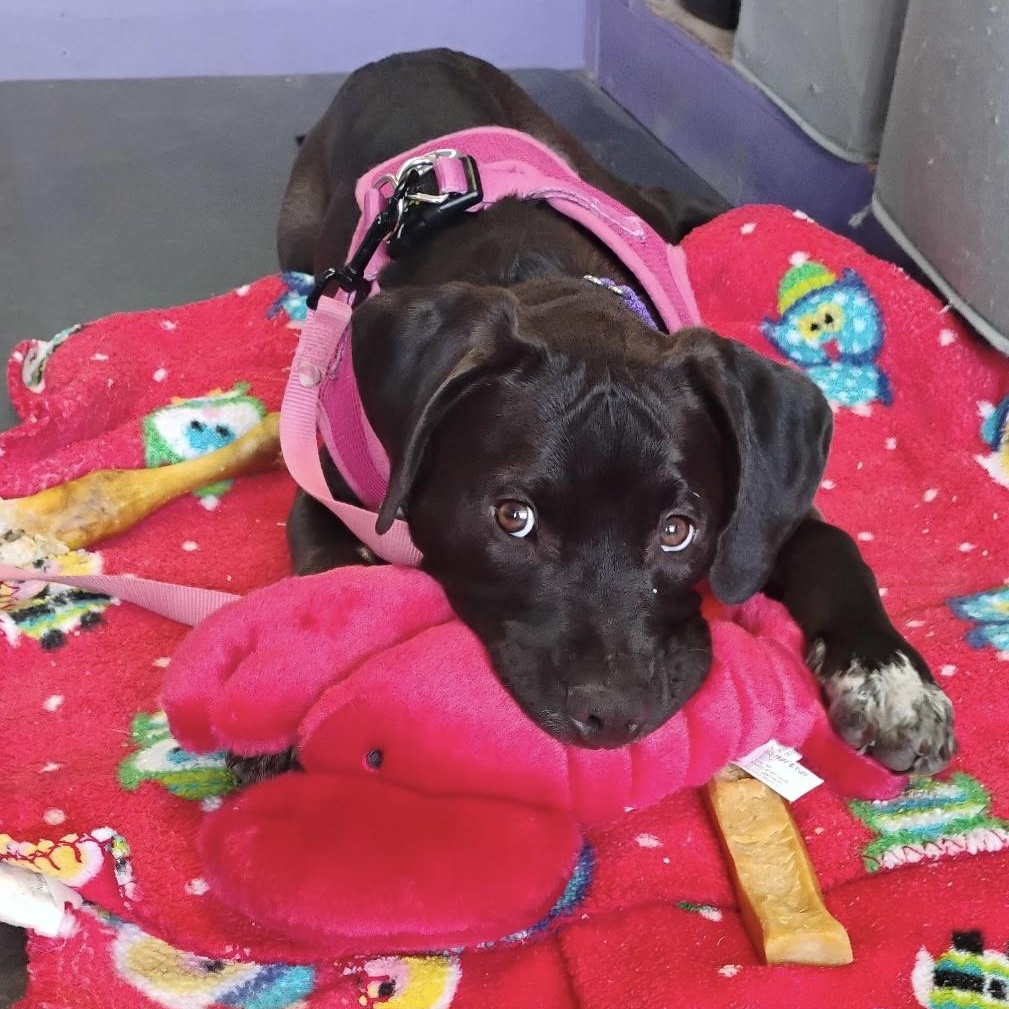 Enlarge NALA - ARRIVED IN MAINE MARCH 7th, a ADOPTABLE Mixed Breed in Berwick, ME image 3/6