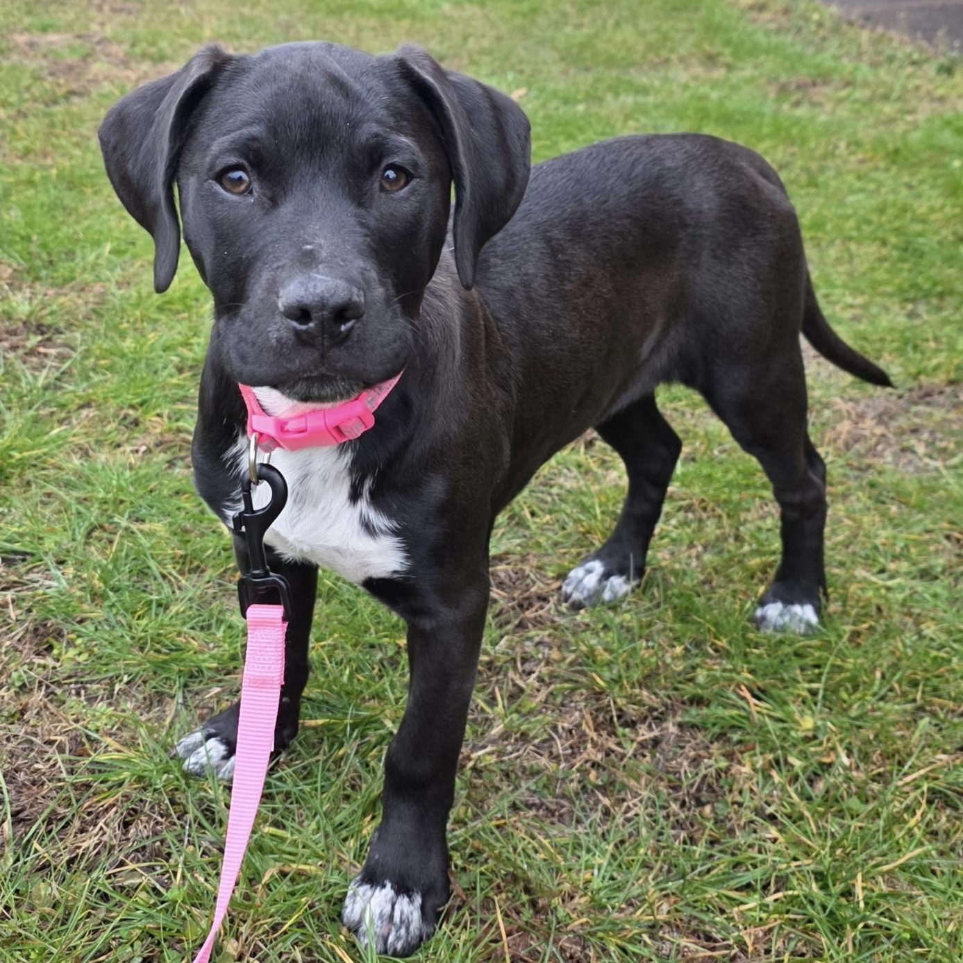Enlarge NALA - ARRIVING IN MAINE IN EARLY MARCH, a ADOPTABLE Mixed Breed in Berwick, ME image 3/5