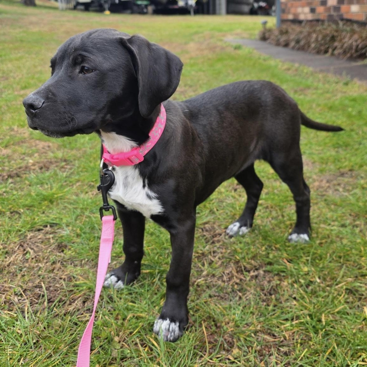 Enlarge NALA - ARRIVING IN MAINE IN EARLY MARCH, a ADOPTABLE Mixed Breed in Berwick, ME image 4/5
