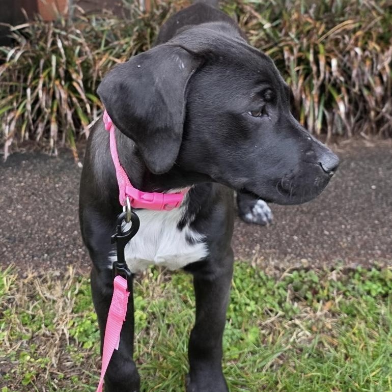 Enlarge NALA - ARRIVING IN MAINE IN EARLY MARCH, a ADOPTABLE Mixed Breed in Berwick, ME image 2/5