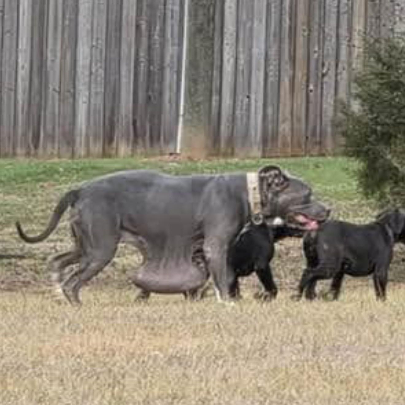 Enlarge NALA - ARRIVING IN MAINE IN EARLY MARCH, a ADOPTABLE Mixed Breed in Berwick, ME image 5/5